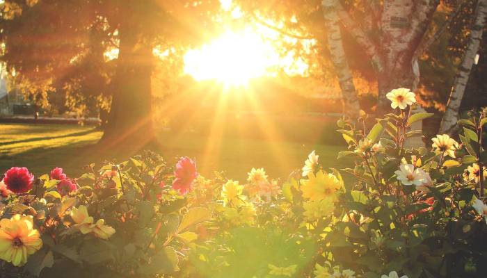 Essential tips to keep your plants safe in scorching heat
