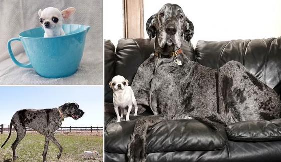 نرالی دوستی، دنیا کے سب سے بڑے اور سب سے چھوٹے کتوں کی ملاقات