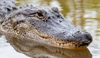  ڈائنوسارز کیوں ختم ہوگئے اور مگر مچھ کیسے بچ گئے؟