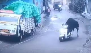 بیل کی اسکوٹر پر سواری نے لوگوں کو حیران کردیا