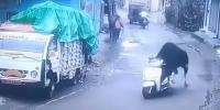 بیل کی اسکوٹر پر سواری نے لوگوں کو حیران کردیا
