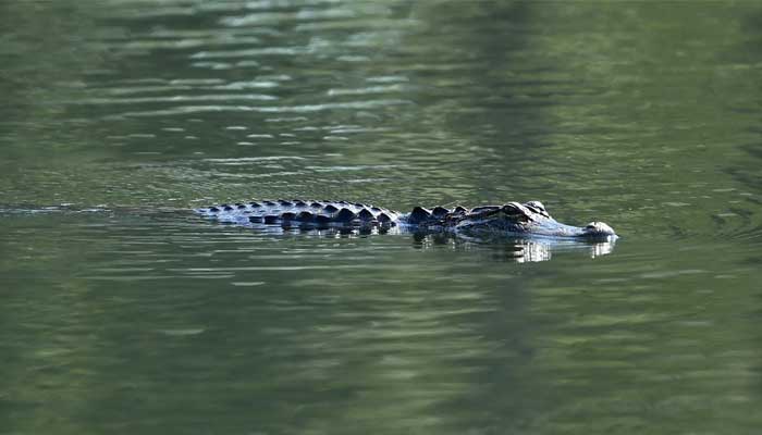 Alligator maims and kills woman in small boat near Florida Lake