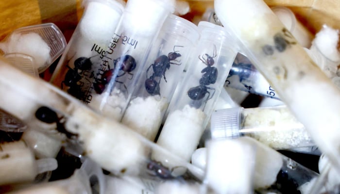 Four suspects, two Belgians, a Vietnamese and a Kenyan pleaded guilty to ant smuggling