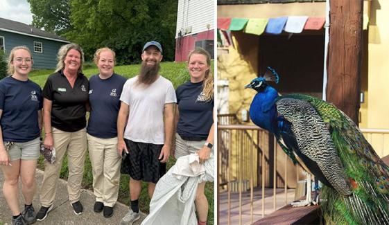 چڑیا گھر سے مور فرار، شہری کے گھر میں پکڑا گیا