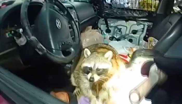 Raccoon with a meth pipe