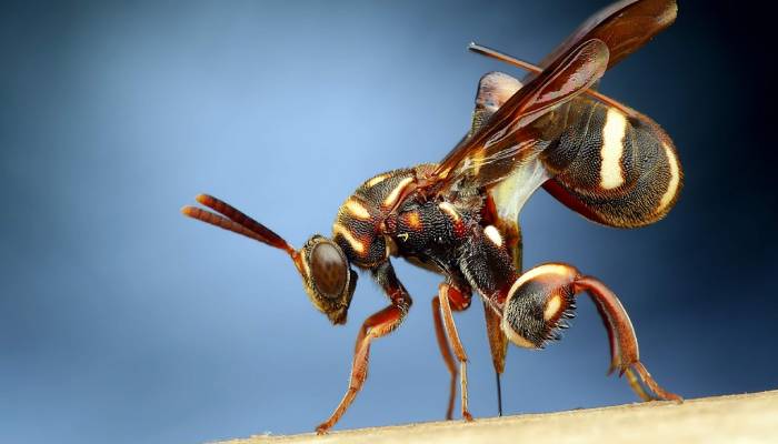 Wasp mothers astonish researchers with remarkable brainpower