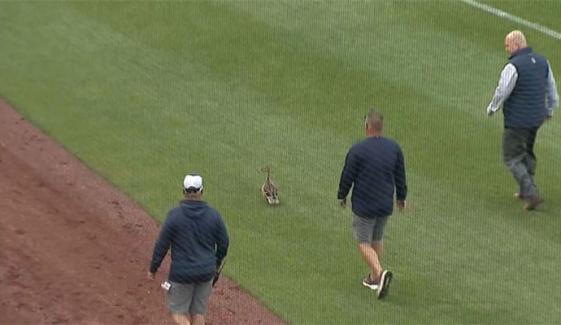  بطخوں نے میدان میں داخل ہوکر بیس بال میچ رکوادیا