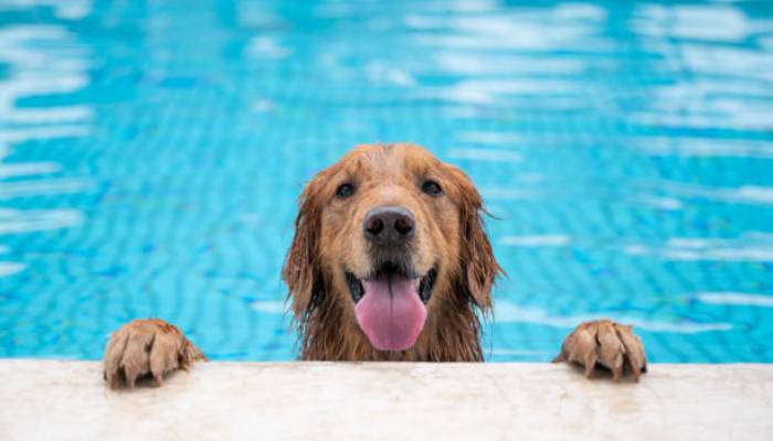 Common summer threat to dogs that every dog needs to know about
