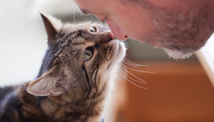 How to communicate with your cat? Simple trick you need to know