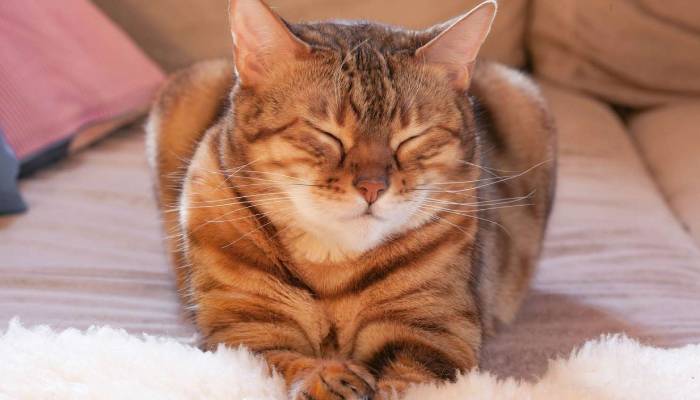 How to communicate with your cat? Simple trick you need to know