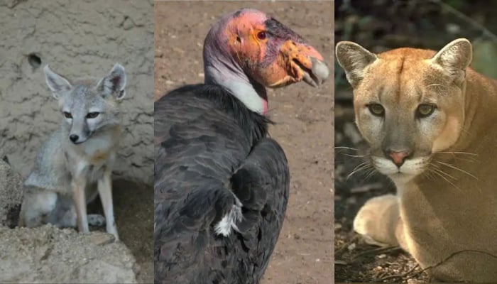 Environmental Protection Agency finds US has more than 1,300 threatened or endangered species
