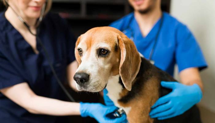 Hidden signs your dog needs immediate medical attention