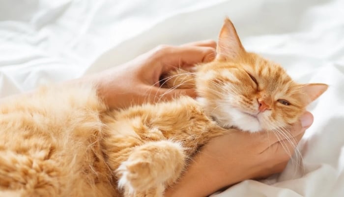 Scientists uncover surprising mystery behind the distinctive colour of ginger cats