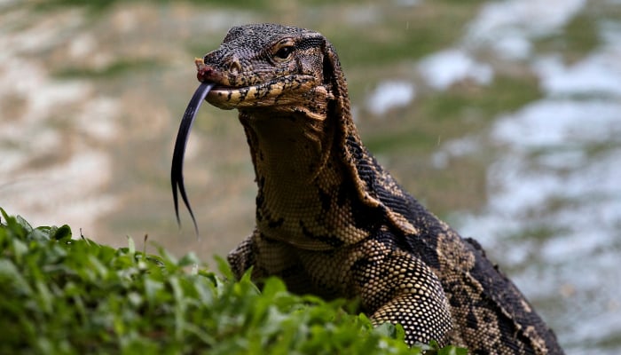 Monitor lizard feasts on abandoned newborn in shocking Thailand incident