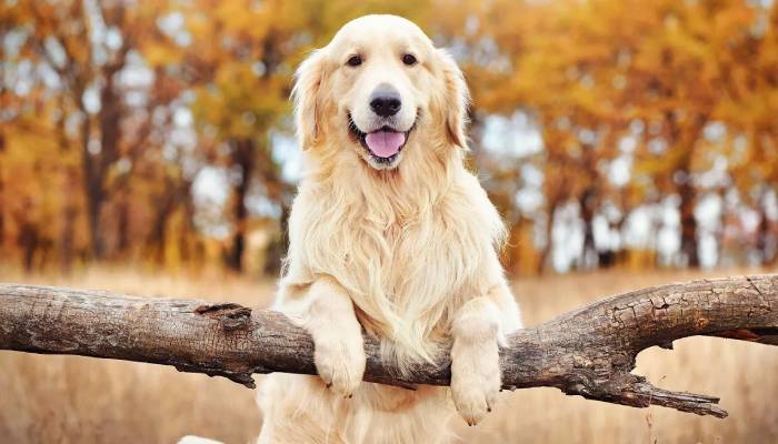 Best gentle, friendly dog breeds for first-time owners recommended by experts