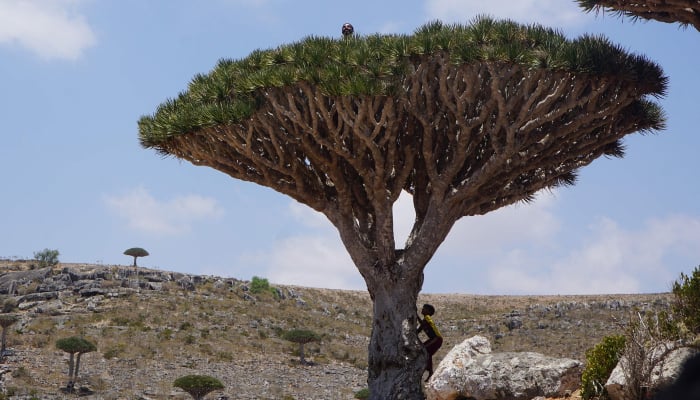 Rare dragons blood trees face existential threat due to climate change