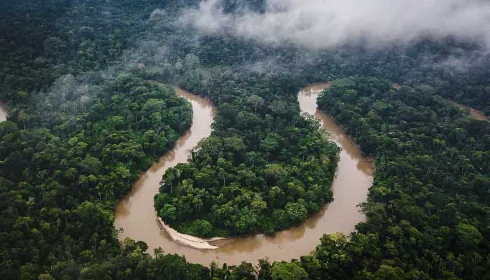 Tropical forests saw record-breaking loss last year