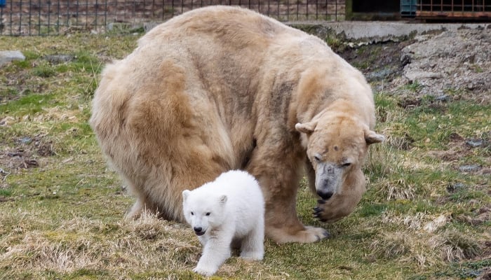 Victoria was the mother of Hamish, the first polar bear born in the UK in 25 years
