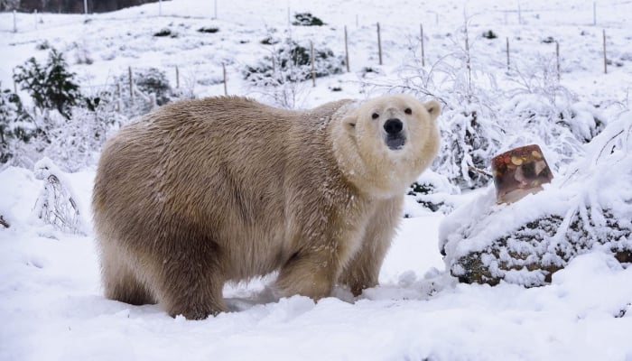 UKs oldest polar bear Victoria euthanized at 28 due to health issues