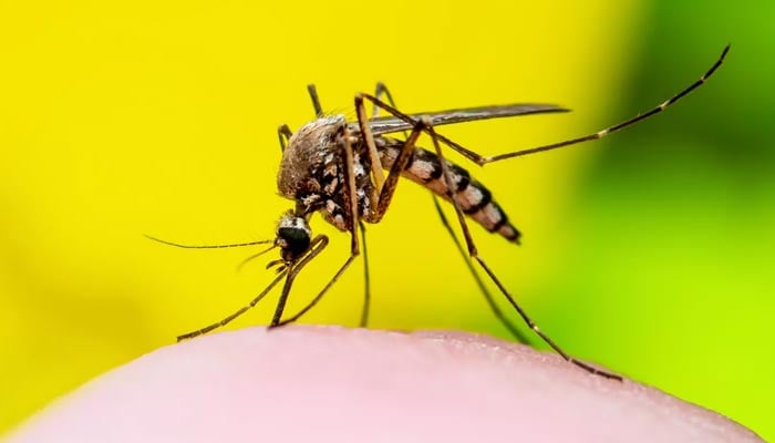 West Nile virus found in UK mosquitoes for first time