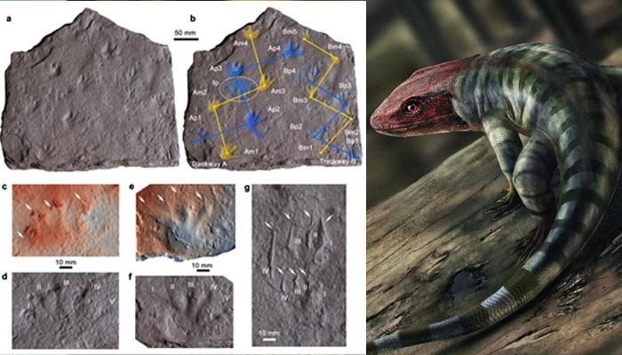 آسٹریلیا: 35 کروڑ سال پرانے رینگنے والے جانور کے نشان دریافت
