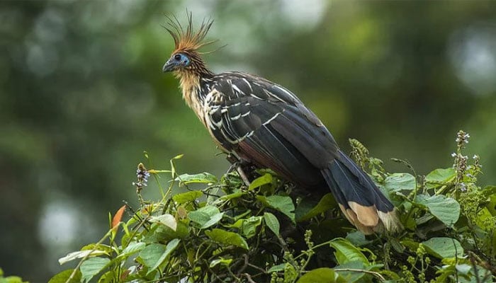 تصویر سوشل میڈیا۔