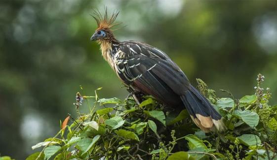 دنیا کا بدبو دار ترین پرندہ کہاں پایا جاتا ہے؟