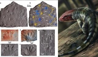 آسٹریلیا: 35 کروڑ سال پرانے رینگنے والے جانور کے نشان دریافت