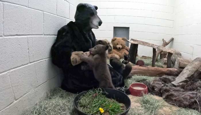 Black bear cub receives special treatment at San Diego Humane Society