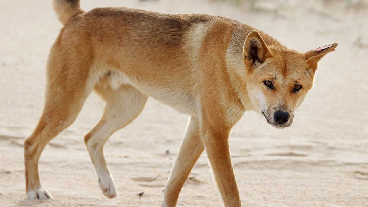 Stabbed dingo put down by rangers in Australia after child rescue