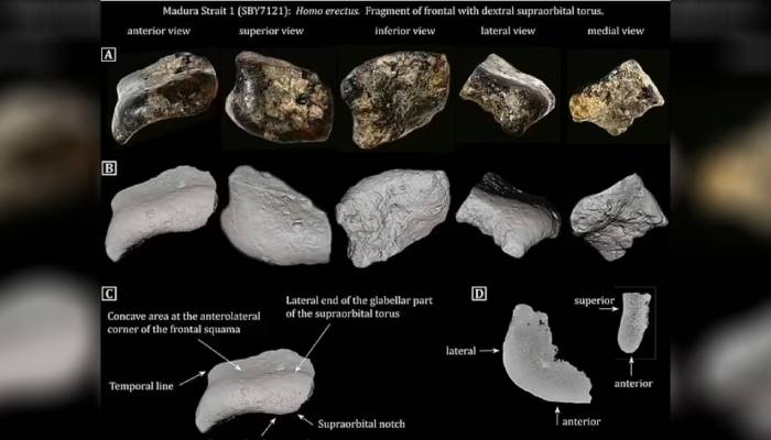 140,000-year-old lost city found underwater with ancient human skull