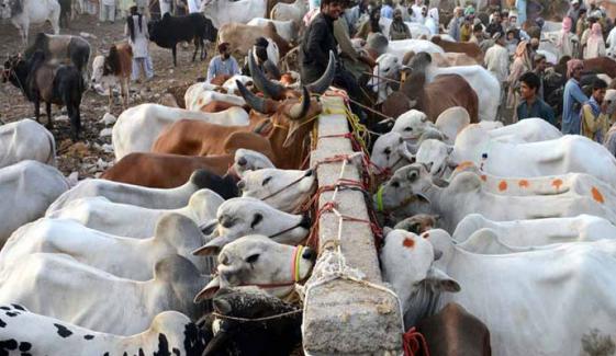 کراچی: مویشی منڈ میں 1 لاکھ جانور پہنچ گئے