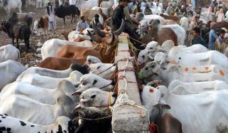 کراچی: مویشی منڈ میں 1 لاکھ جانور پہنچ گئے