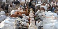 کراچی: مویشی منڈ میں 1 لاکھ جانور پہنچ گئے