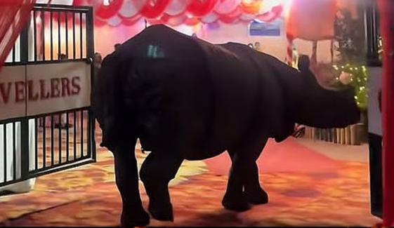 نیپال: شادی میں گینڈے کی انٹری، ویڈیو سوشل میڈیا پر وائرل