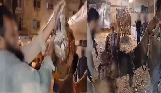 اونٹ نے شہری کا ہاتھ دبوچ لیا