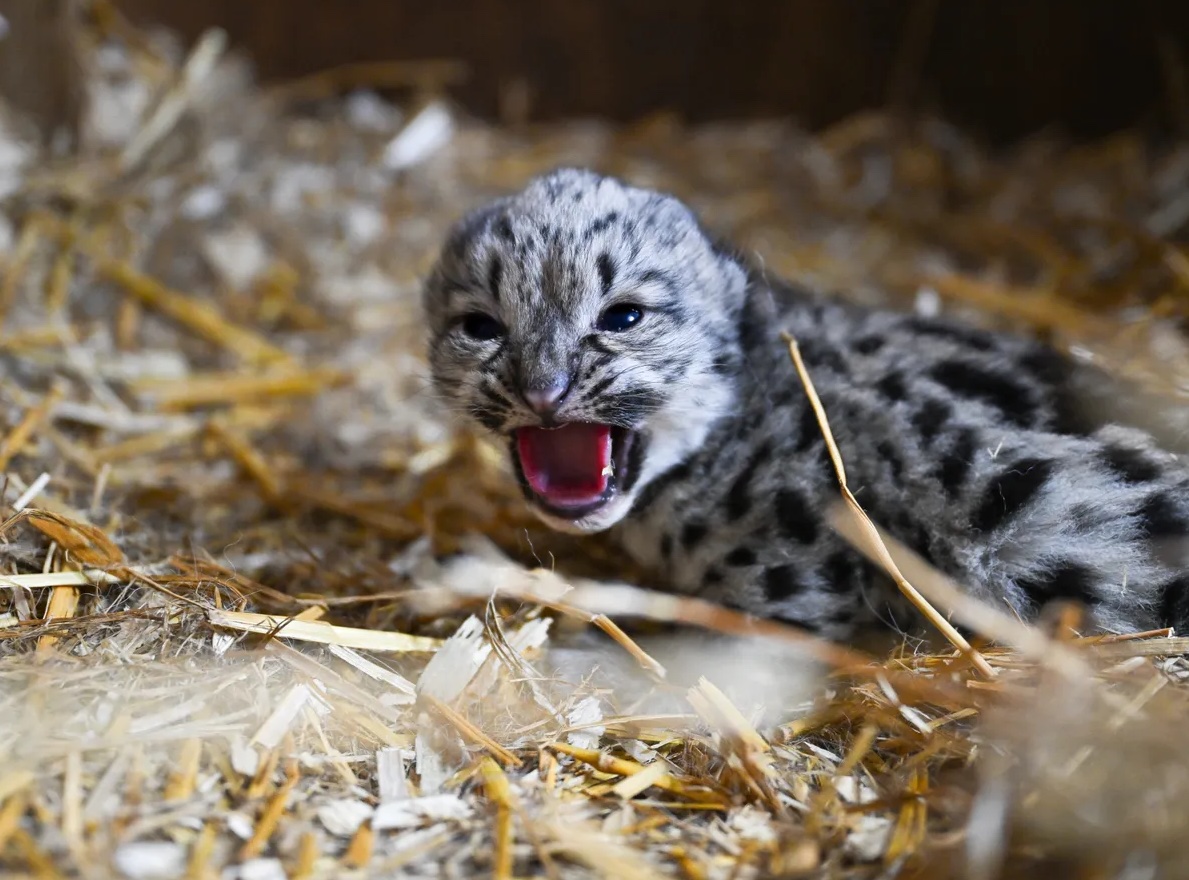 UK sanctuary celebrates snow leopard birth amid alarming extinction threat