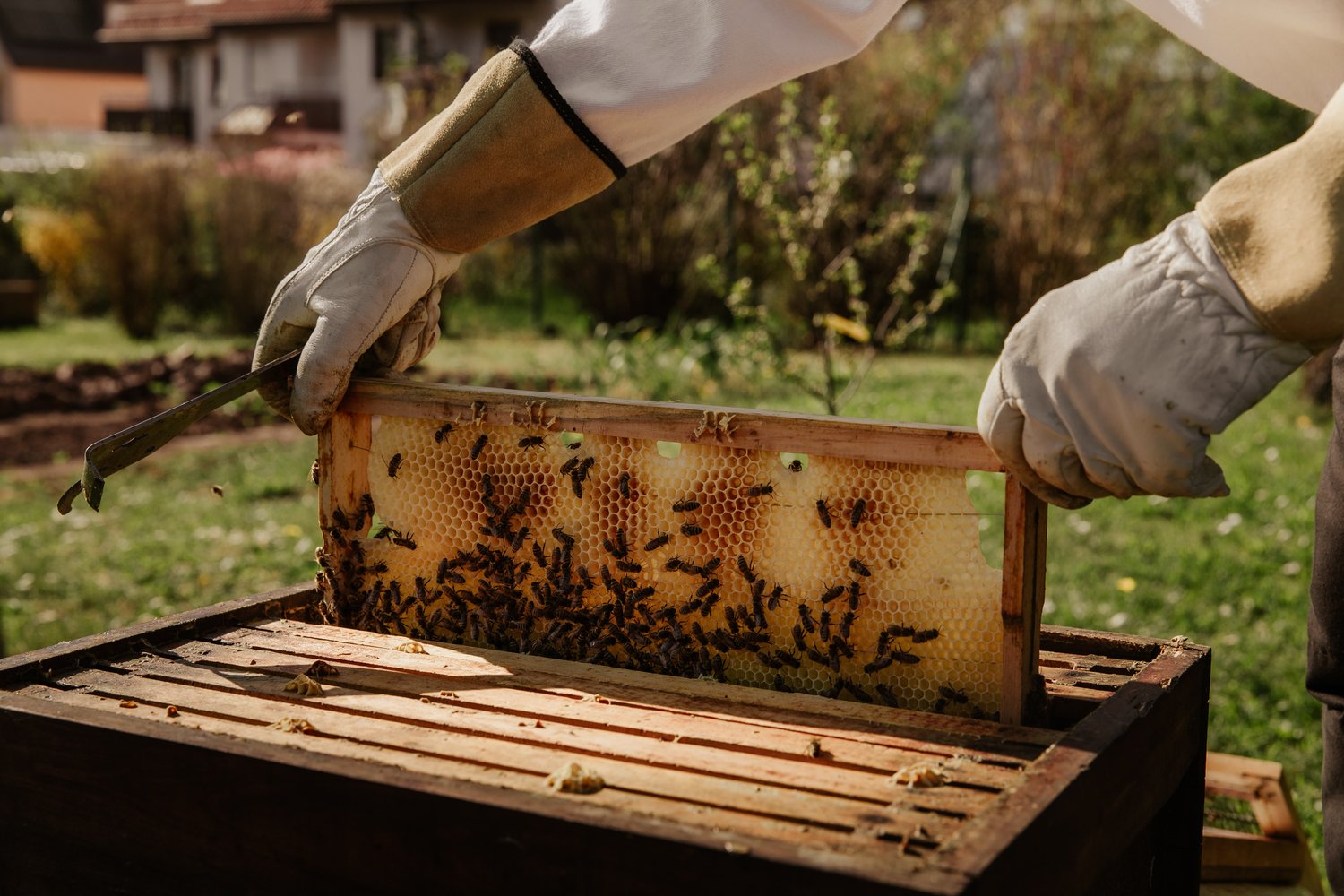 Beekeepers rush to rescue after hives spill after crash in Washington