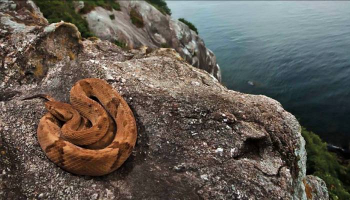 Discover world’s most dangerous island closed to everyone except scientists