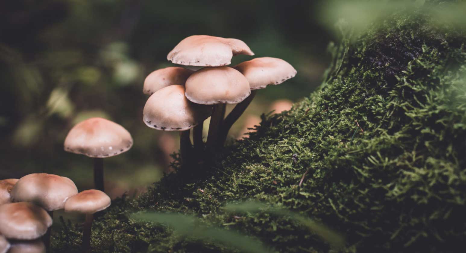 Two Chinese scientists charged with smuggling a harmful fungus into the US