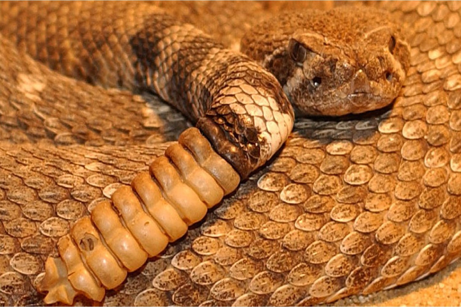 New sugar-based test detects snake venoms, study