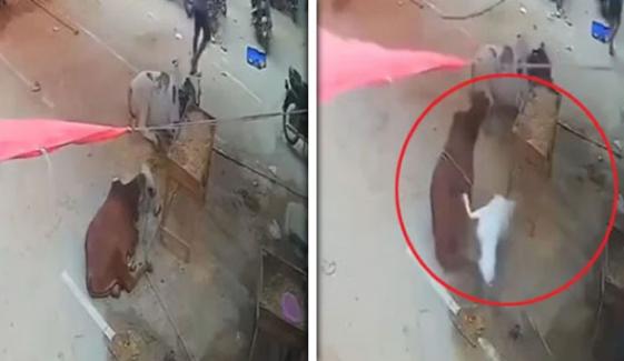 بکری کی بیل پر کریش لینڈنگ، دیکھنے والے حیران رہ گئے