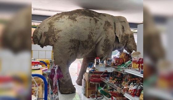 ’وہ آیا، کھایا اور خوشی خوشی چلتا بنا‘