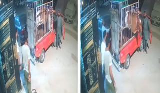 کراچی: قربانی کا جانور گاڑی کی سلاخیں توڑ کر بھاگ نکلا، ویڈیو وائرل