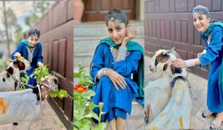 ماورا کی شادی کے بعد پہلی عید، بکروں کیساتھ تصاویر شیئر کردیں، شوہر کیساتھ تصویر کی منتظر