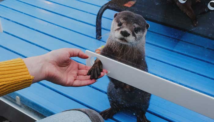 Otters in Japanese cafes sparks concerns about illegal trade