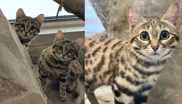 World’s smallest yet deadliest wild cats arrive at Utah Zoo to help battle extinction