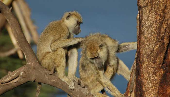 Female baboons long lives secret linked with close bond with fathers