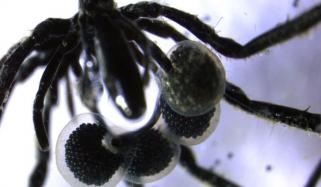 میتھین گیس پر پلنے والی سمندری مکڑیاں دریافت