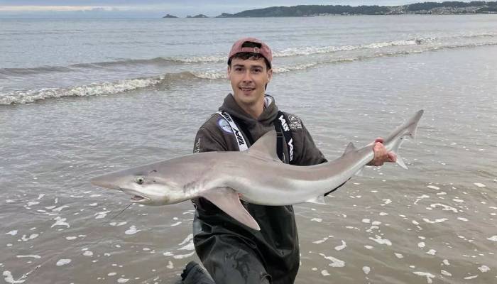 Endangered tope shark caught near UK beach for first time